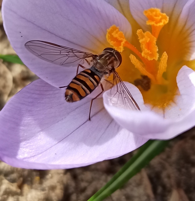 Episyrphus balteatus - ékfoltos zengőlégy