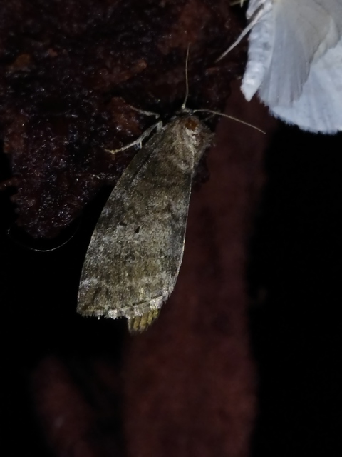 Ochropacha duplaris - égerlevél-pihésszövő