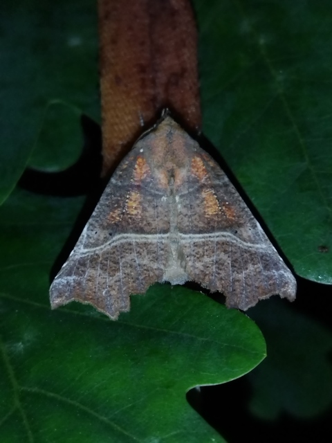 Scoliopteryx libatrix - vörös csipkésbagoly