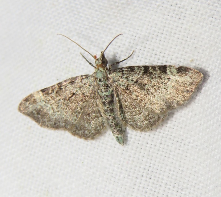 Pasiphila rectangulata - almavirág-araszoló