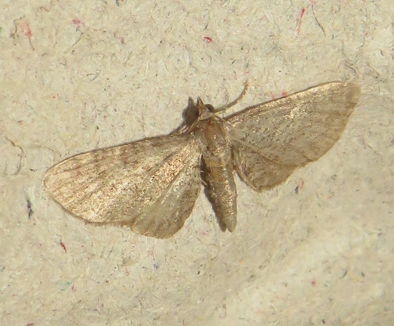 Eupithecia haworthiata - rozsdástestű törpearaszoló