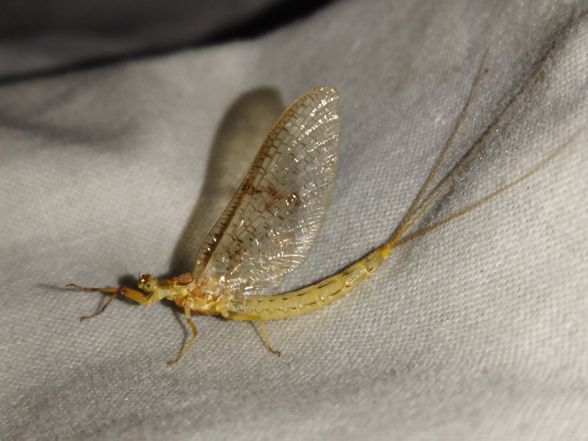 Ephemera glaucops