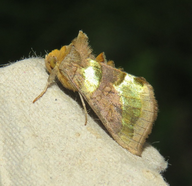 Diachrysia chrysitis - aranybagoly