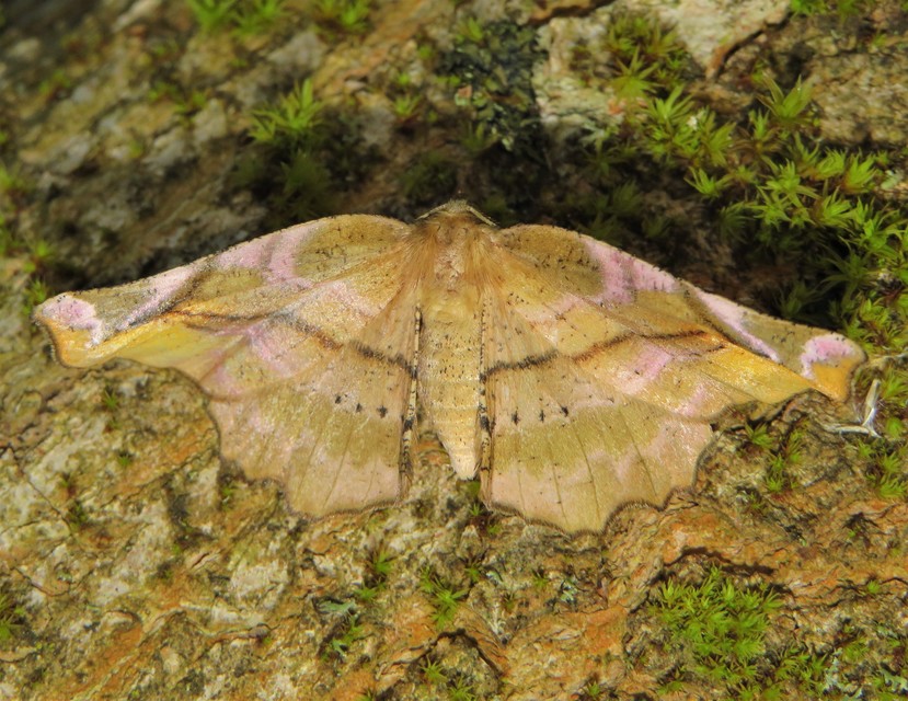 Apeira syringaria - orgona-araszoló