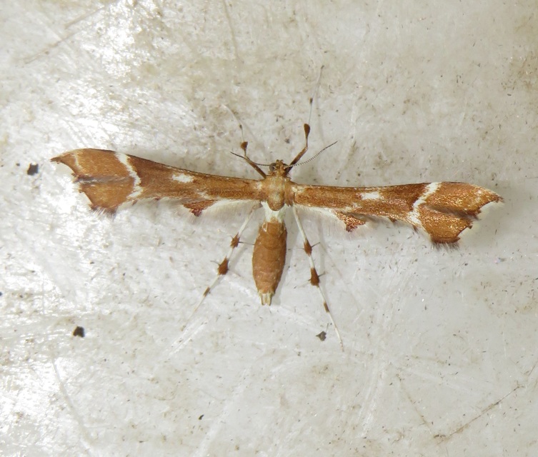 Cnaemidophorus rhododactyla - rózsabogyó-tollasmoly