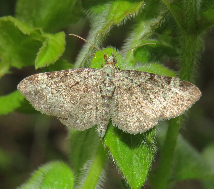 Pasiphila rectangulata - almavirág-araszoló