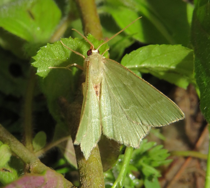 Hemithea aestivaria - nyír-zöldaraszoló