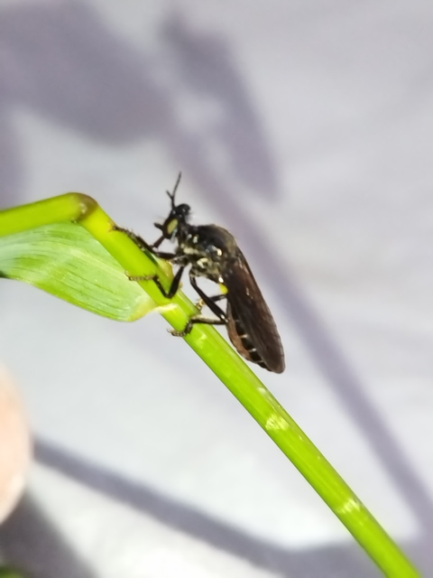 Dioctria atricapilla