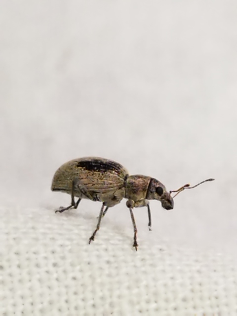 Eusomus ovulum - közönséges cickafarkormányos