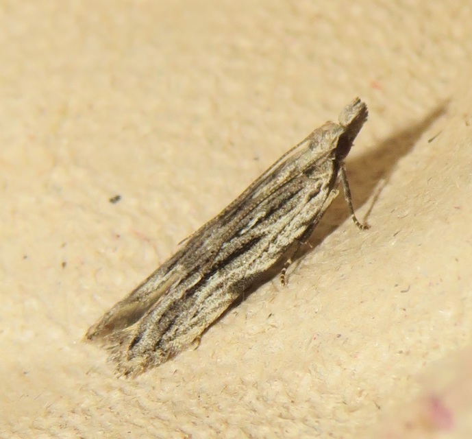 Anarsia