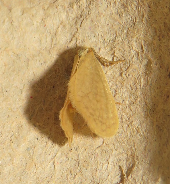Bijugis bombycella - alkonyati zsákhordólepke