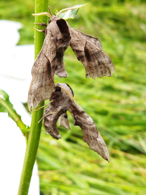 Smerinthus ocellatus - esti pávaszem