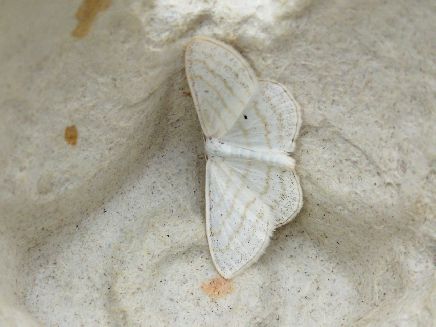 Scopula caricaria - mocsári fehéraraszoló