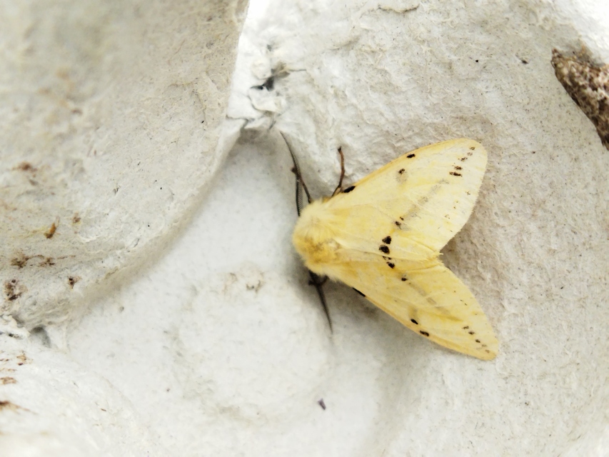 Spilarctia lutea - sárgás medvelepke
