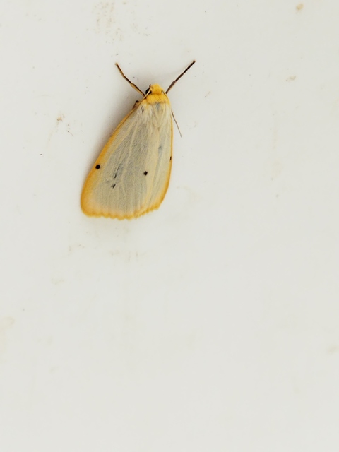 Cybosia mesomella - csontszínű molyszövő Cybosia mesomella - csontszínű molyszövő