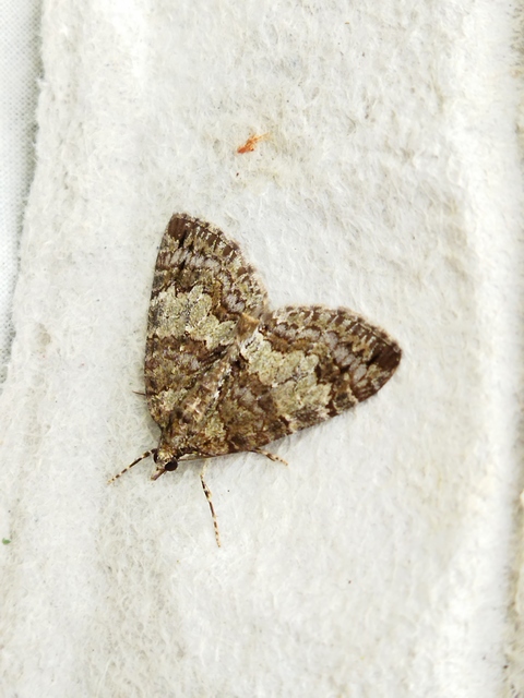 Hydriomena impluviata - égerfa-araszoló