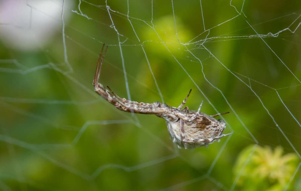 Uloborus walckenaerius - derespók