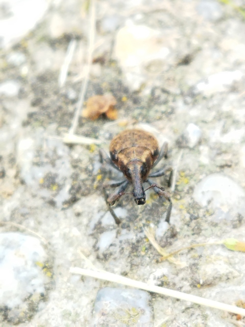 Lepyrus armatus - tompafogú fűzormányos