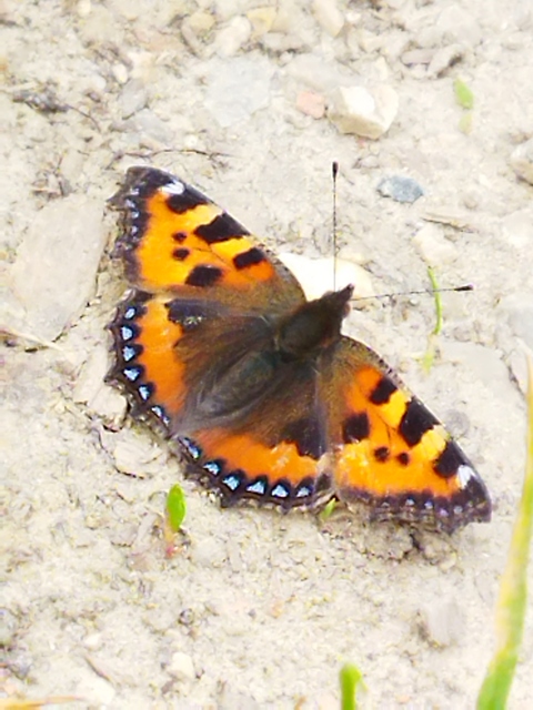 Nymphalis urticae - kis rókalepke