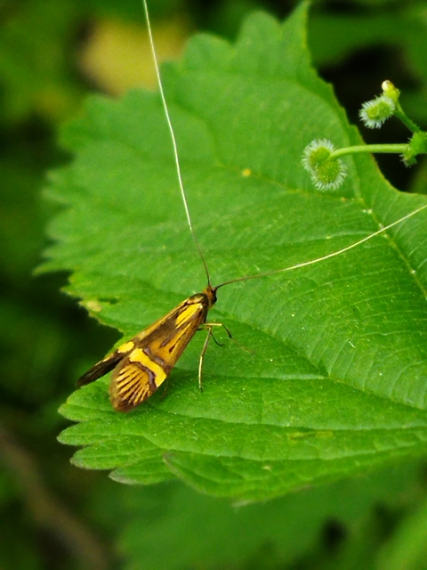 Nemophora degeerella - pompás tőrösmoly