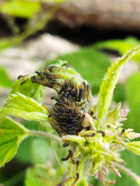Nymphalis urticae - kis rókalepke
