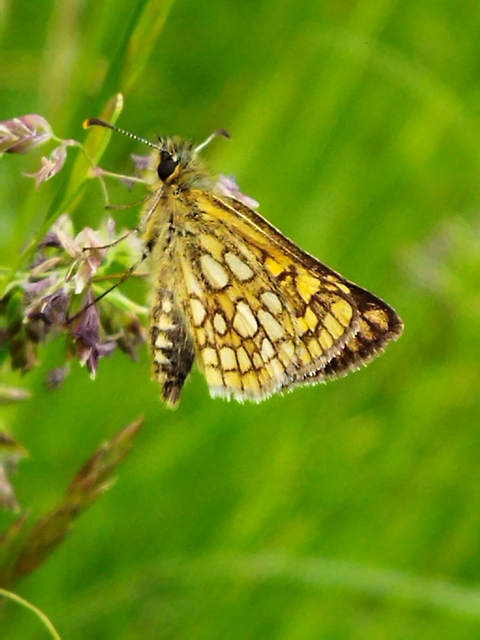 Carterocephalus palaemon - kockás busalepke