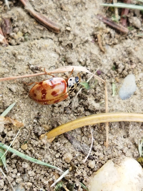 Harmonia quadripunctata - négypettyes katica