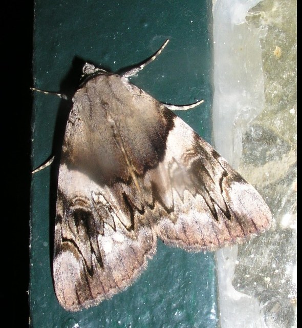 Catocala fulminea - galagonya-övesbagoly