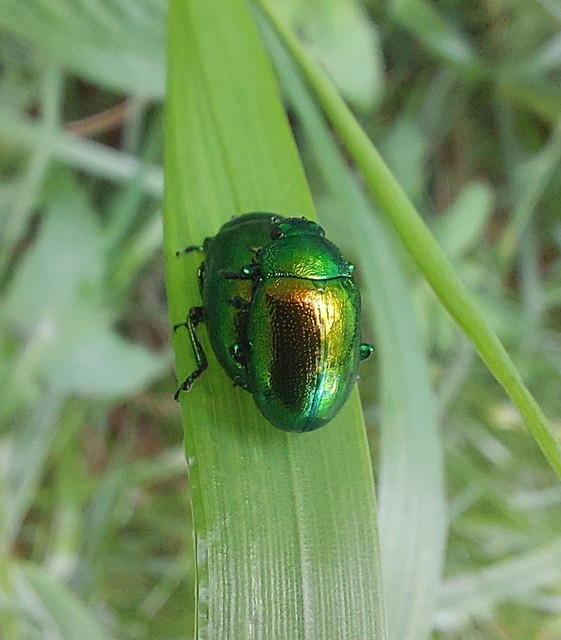 Chrysolina herbacea - zöld mentalevelész