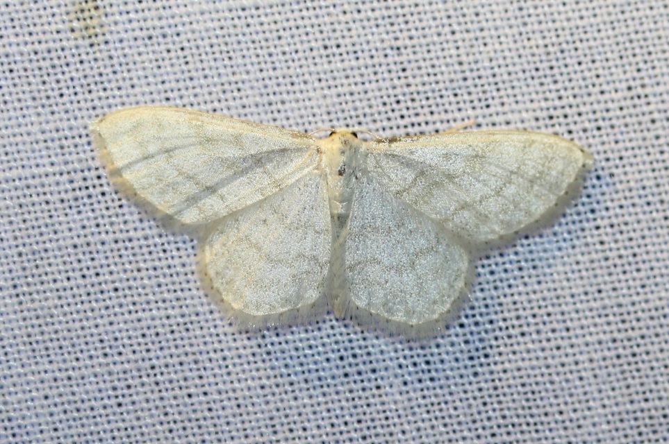 Idaea dilutaria - napvirág-apróaraszoló