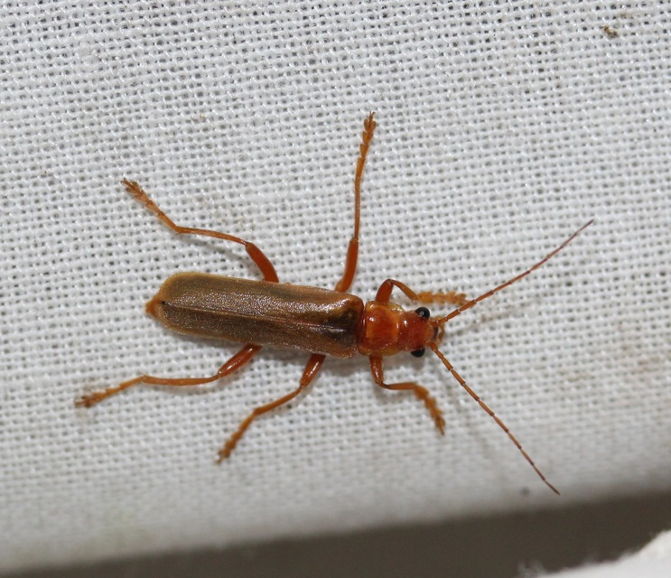 Cantharis rufa - rőt lágybogár