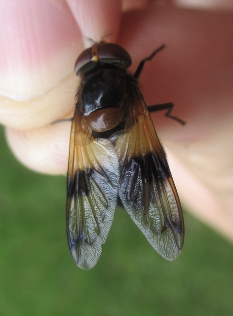 Volucella pellucens - üvegpotrohú pihelégy