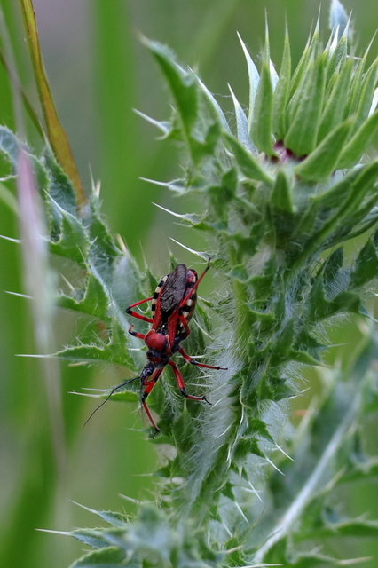 Rhynocoris iracundus - közönséges gyilkospoloska