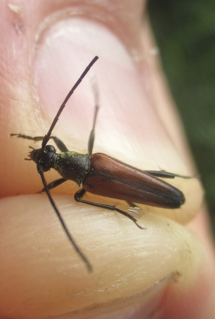 Stenurella melanura - feketevégű karcsúcincér