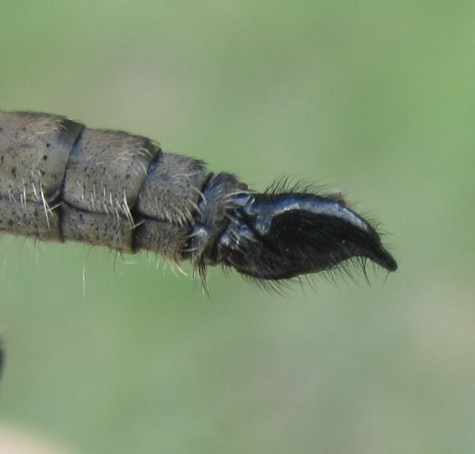 Didysmachus picipes