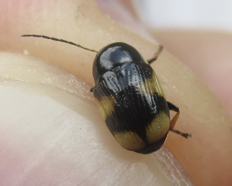 Cryptocephalus moraei - közönséges zömökbogár