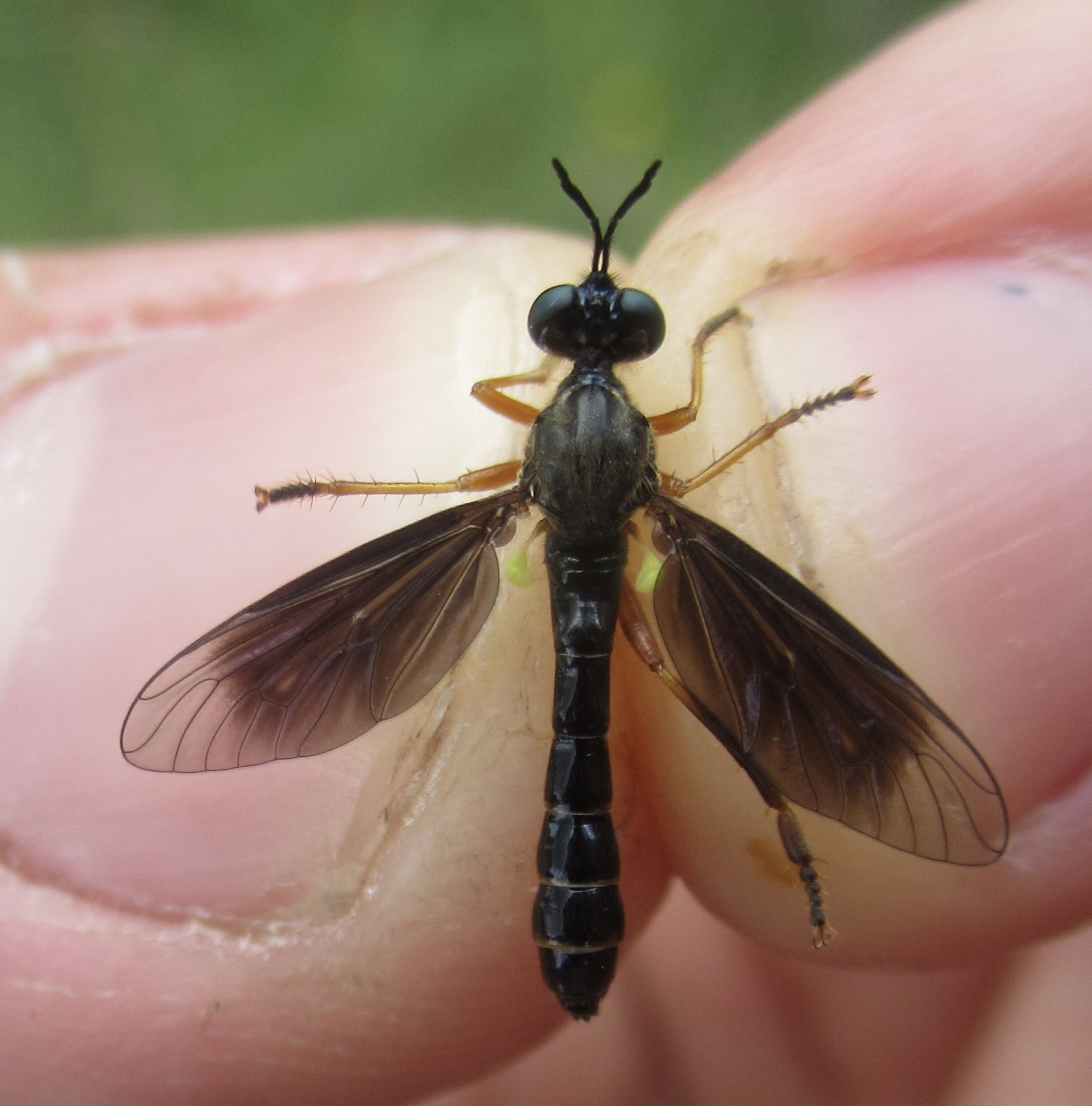 Dioctria flavipennis