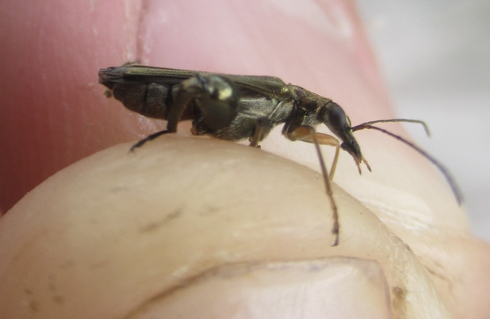 Oedemera flavipes - sárgalábú álcincér Oedemera flavipes - sárgalábú álcincér