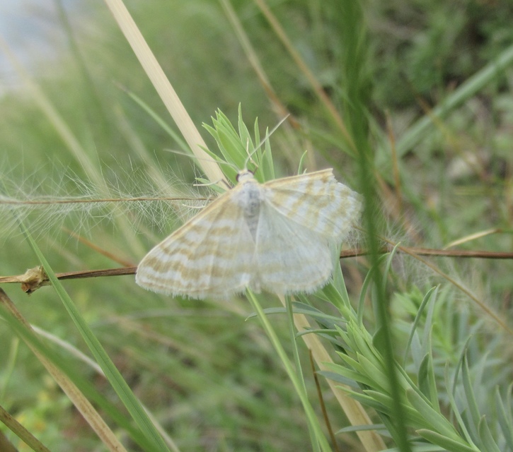 Idaea sericeata - selymes sávosaraszoló