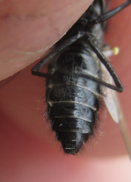 Lomatia lachesis