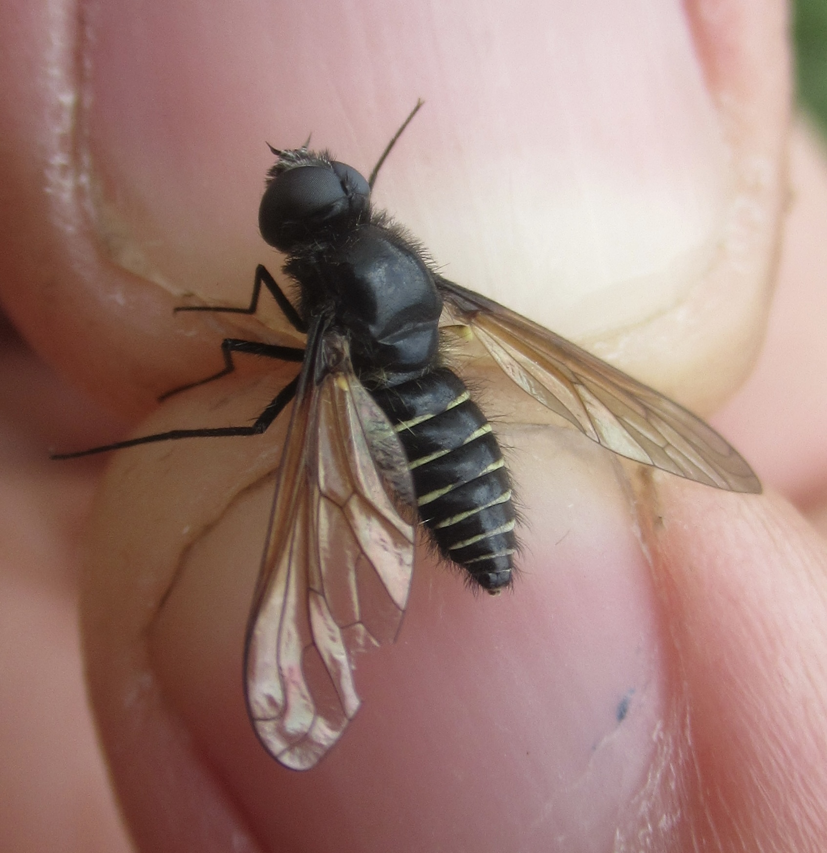 Lomatia lachesis