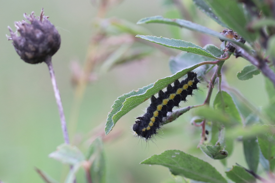 Saturnia pavoniella/pavonia Saturnia pavoniella/pavonia