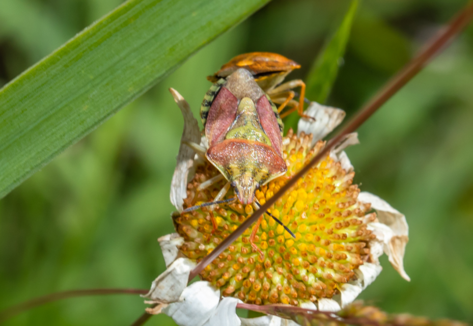 Carpocoris