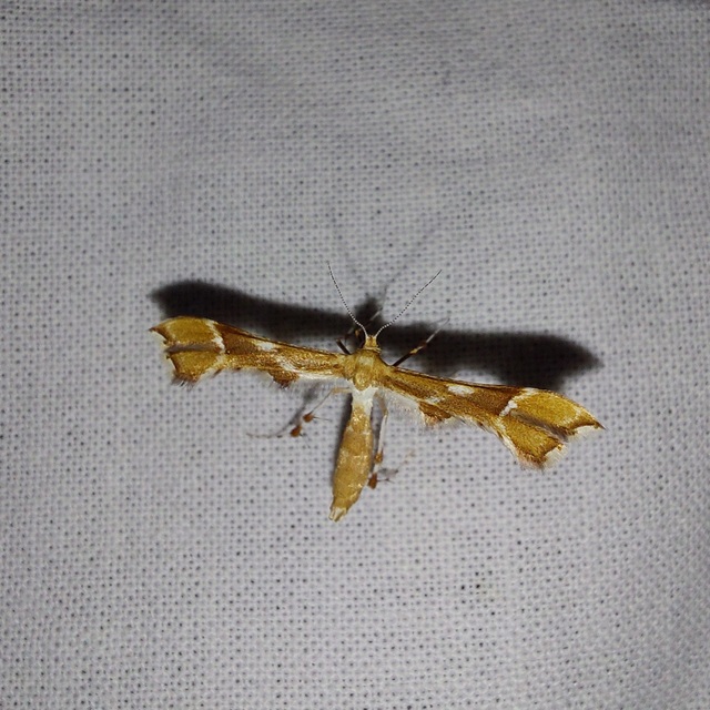 Cnaemidophorus rhododactyla - rózsabogyó-tollasmoly