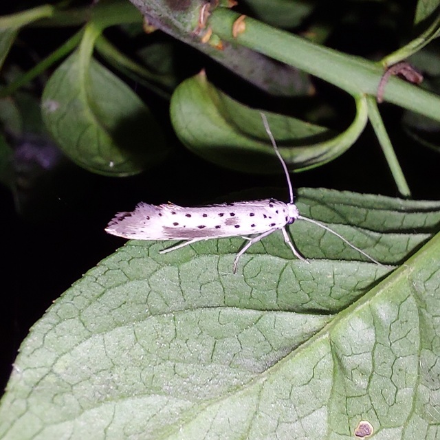 Yponomeuta irrorella - pókhálós kökénymoly
