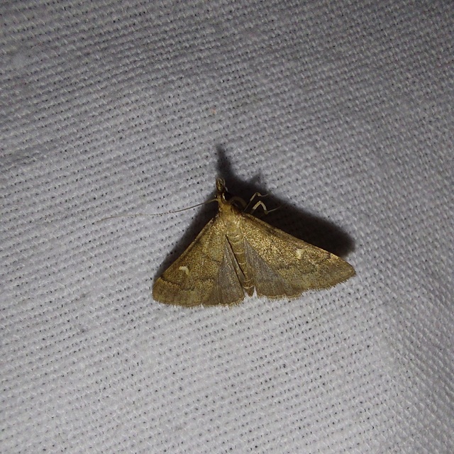 Dolicharthria punctalis - hosszúlábú tűzmoly