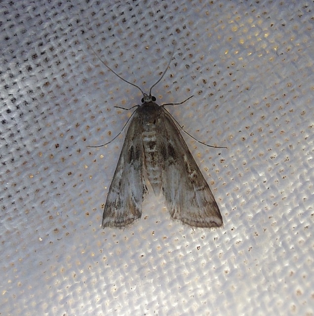 Cataclysta lemnata - békalencsemoly