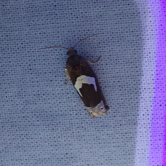 Epiblema foenella - kampósfoltú tükrösmoly