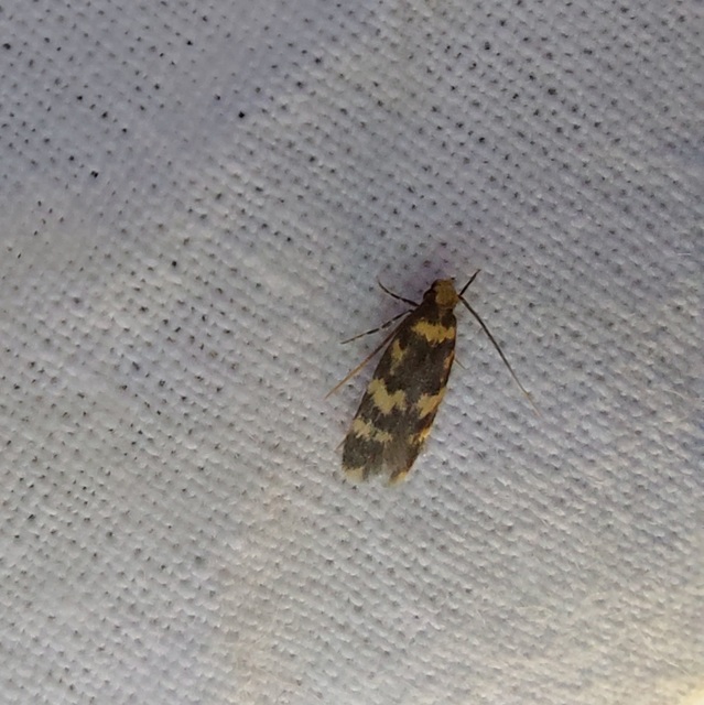 Oegoconia