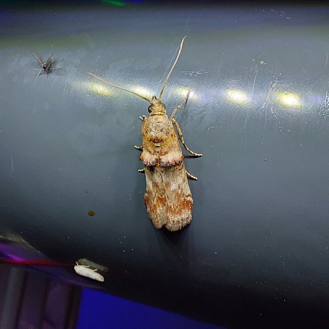 Trachonitis cristella - bokorrágó karcsúmoly